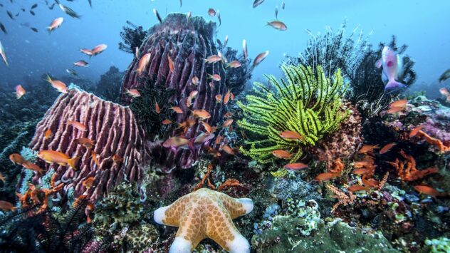 ‘Time Has Run Out’ — UN Fails to Reach Agreement to Protect Marine Life