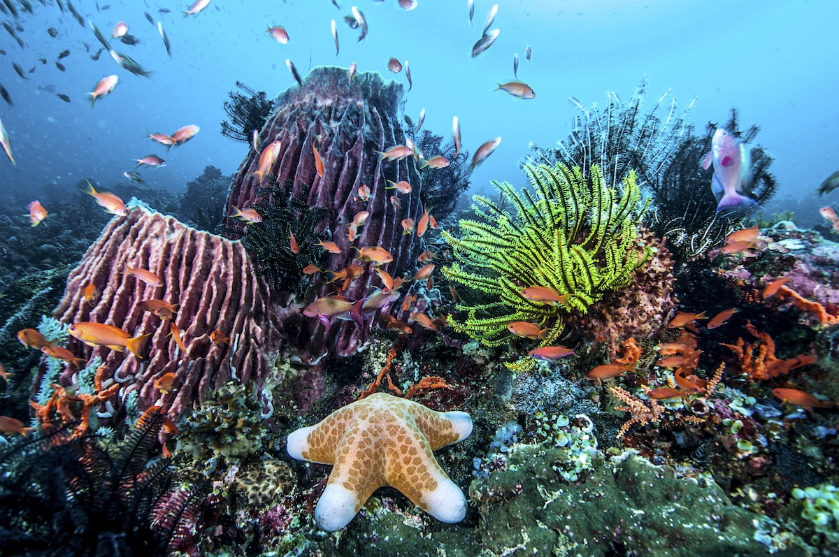 A view of the underwater world of the Philippines, Pacific Ocean.