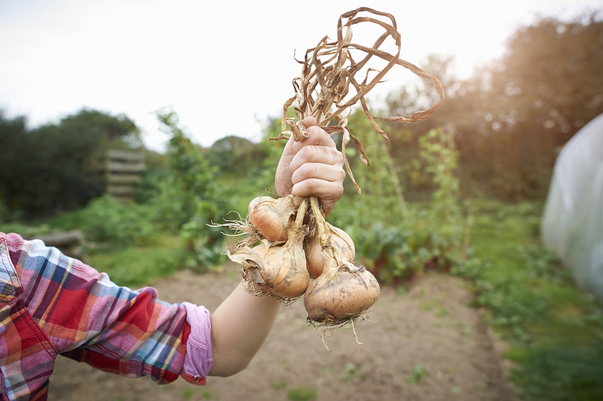A woman holds a handful of freshly picked onions