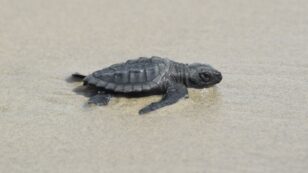 World’s Smallest Sea Turtles Hatch on Louisiana Island Chain for First Time in 75 Years
