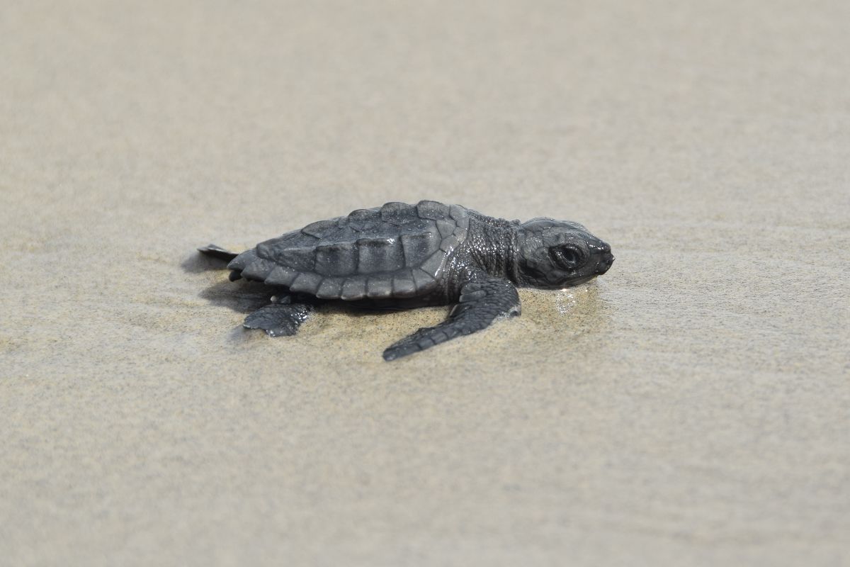 A newly hatched Kemp's ridley sea turtle makes its way out to the Gulf of Mexico from Louisiana's Chandeleur Islands