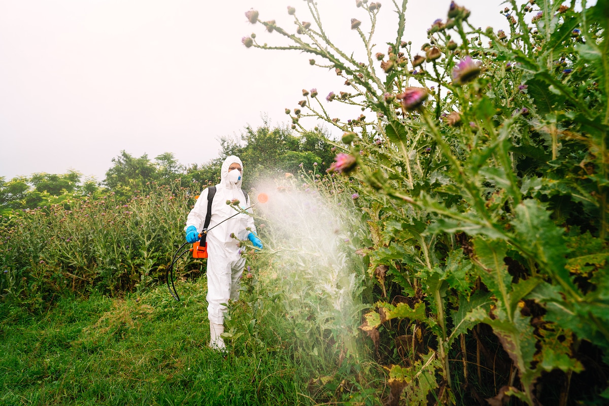 A person in protective workwear sprays herbicide in a field