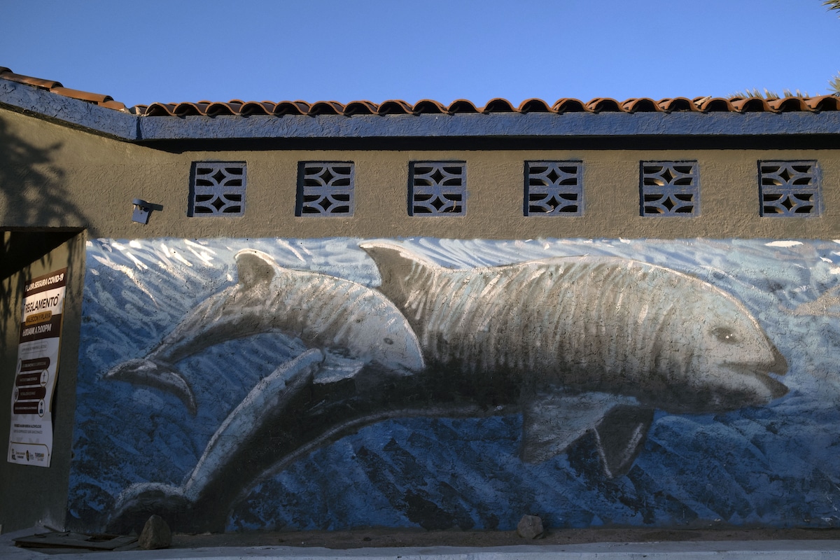 A mural of vaquita porpoises