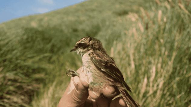 Scientists Discover Bird Species at Tip of South America