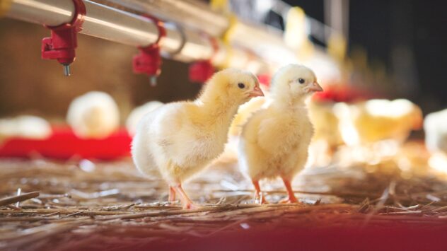 UK Retailers Unmoved by Efforts to Stop Industrial Killing of Millions of Baby Male Chicks
