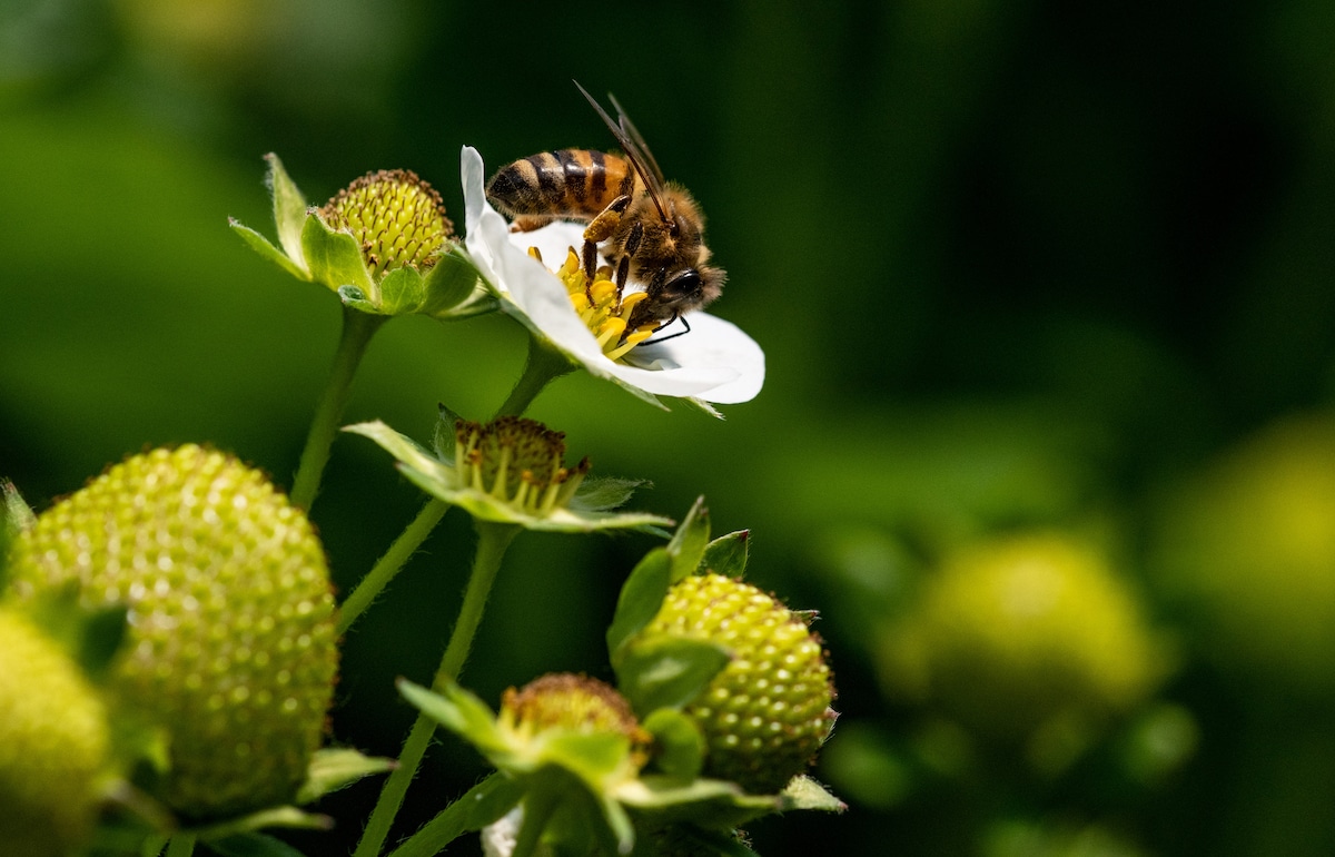 Strawberries Smaller When Pollinated by Bees That Ingest Pesticides
