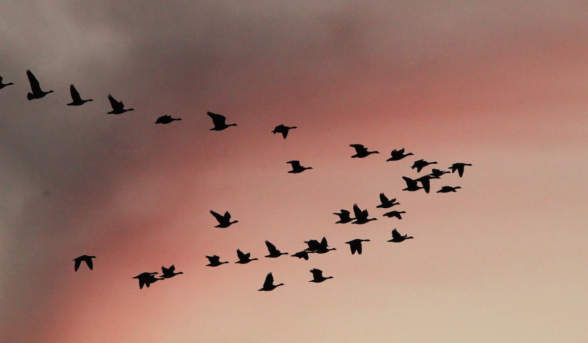 Migrating waterbirds over South Dakota’s Huron Wetland Management District