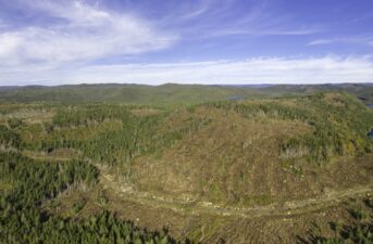 Toilet Paper Companies Destroying Canada’s Boreal Forests: New NRDC Report