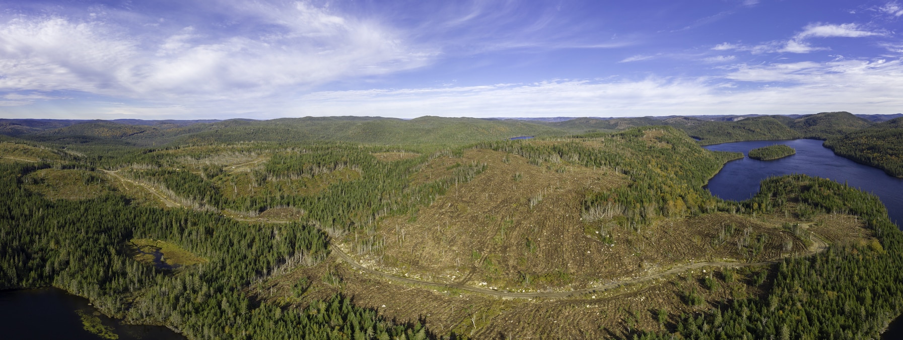 Deforestation in a boreal forest in Canada