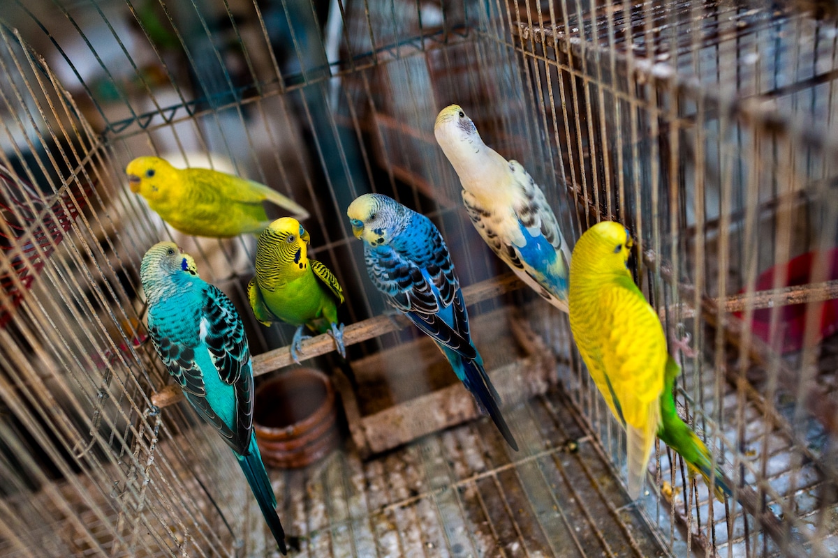 Colorful songbirds in a cage at a bird market in Colombia