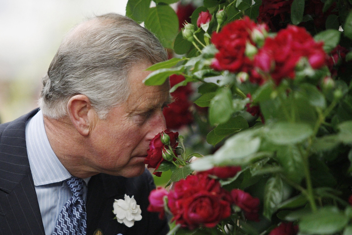 Britain's Prince Charles smells a 'Highgrove' rose