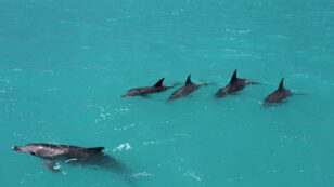 Male Dolphins Seen Playing ‘Wingman’ to Help Each Other Find Mates