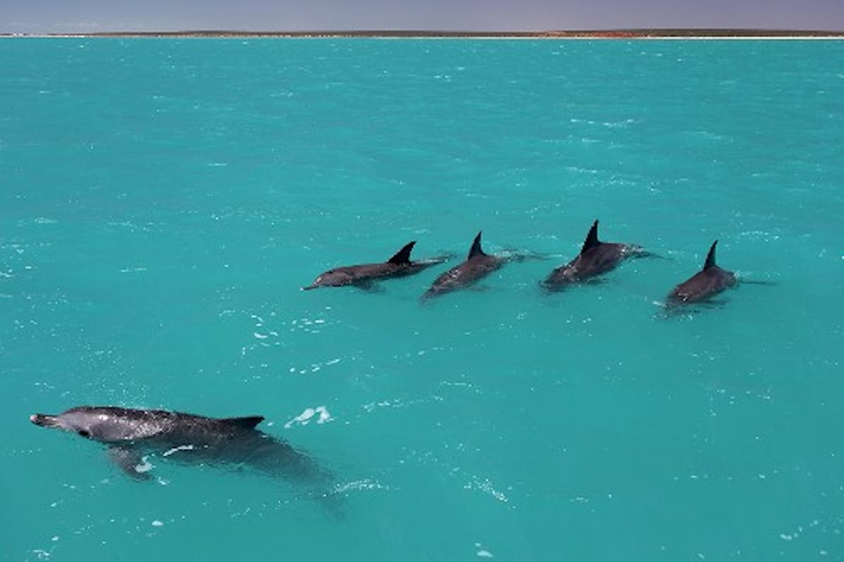 Four male dolphin allies swim near a female