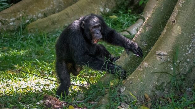 Drumming Chimpanzees Have Unique ‘Signatures’