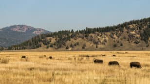 Grasslands Build Biodiversity and Resilience Over Centuries