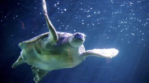 More Than 1.1 Million Sea Turtles Poached Between 1990 and 2020, Study Finds