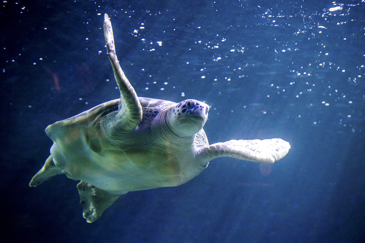 More Than 1.1 Million Sea Turtles Poached Between 1990 and 2020, Study Finds