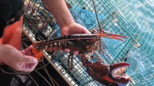 American Lobster Added to ‘Red List’ of Unsustainable Seafood Due to Dangers to North Atlantic Right Whales