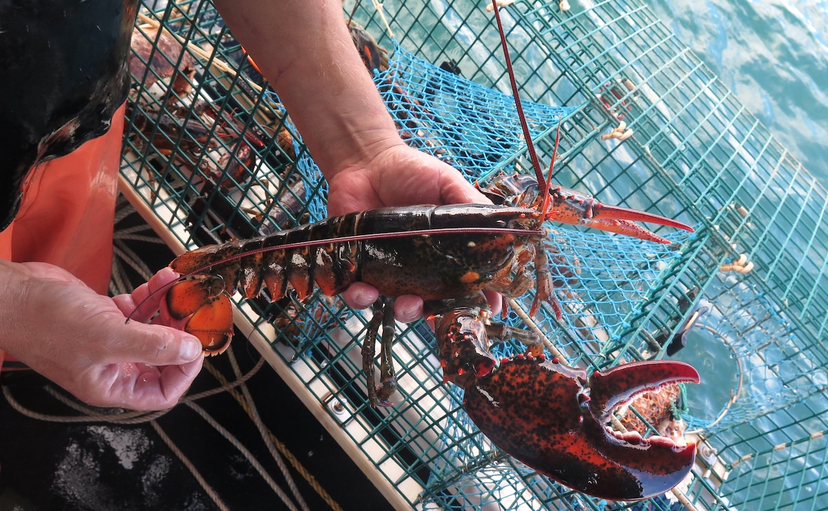 A freshly caught lobster in Maine