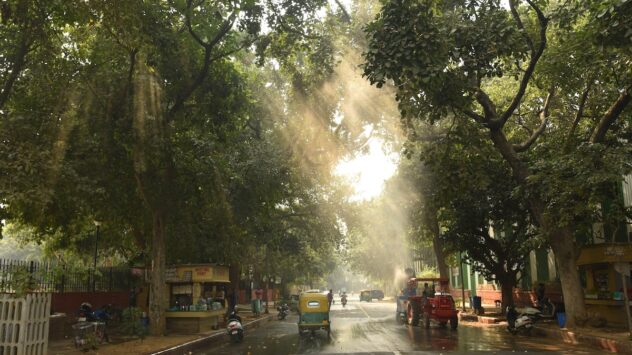 Urban Trees Can Be a Climate Solution, but Most Globally Are Now at Risk