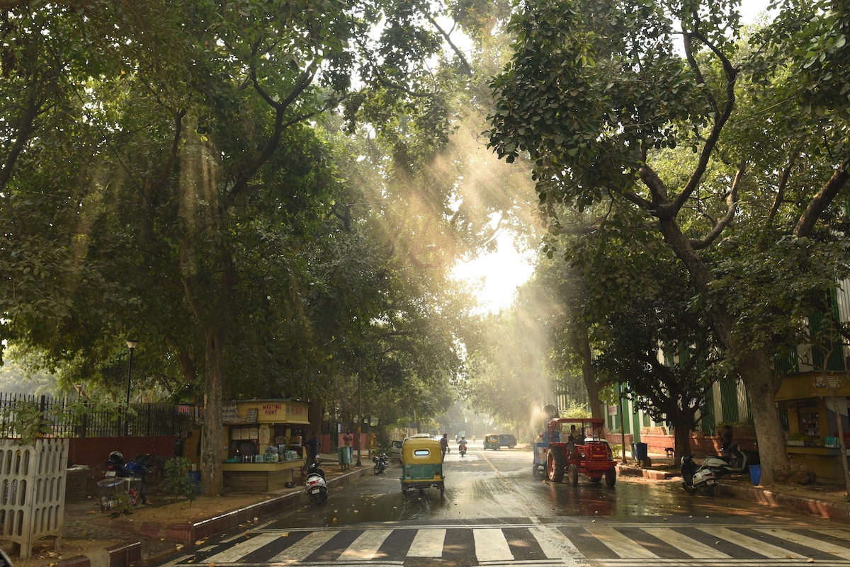 A tree-lined avenue in New Delhi, India