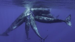Whales Use Vocalizations to Mark Their Vocal Clan