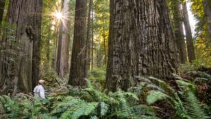 Trees Are Getting Bigger in Response to Climate Change