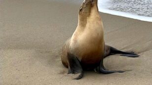 California Sea Lions Sickened in Toxic Red Tide Crisis