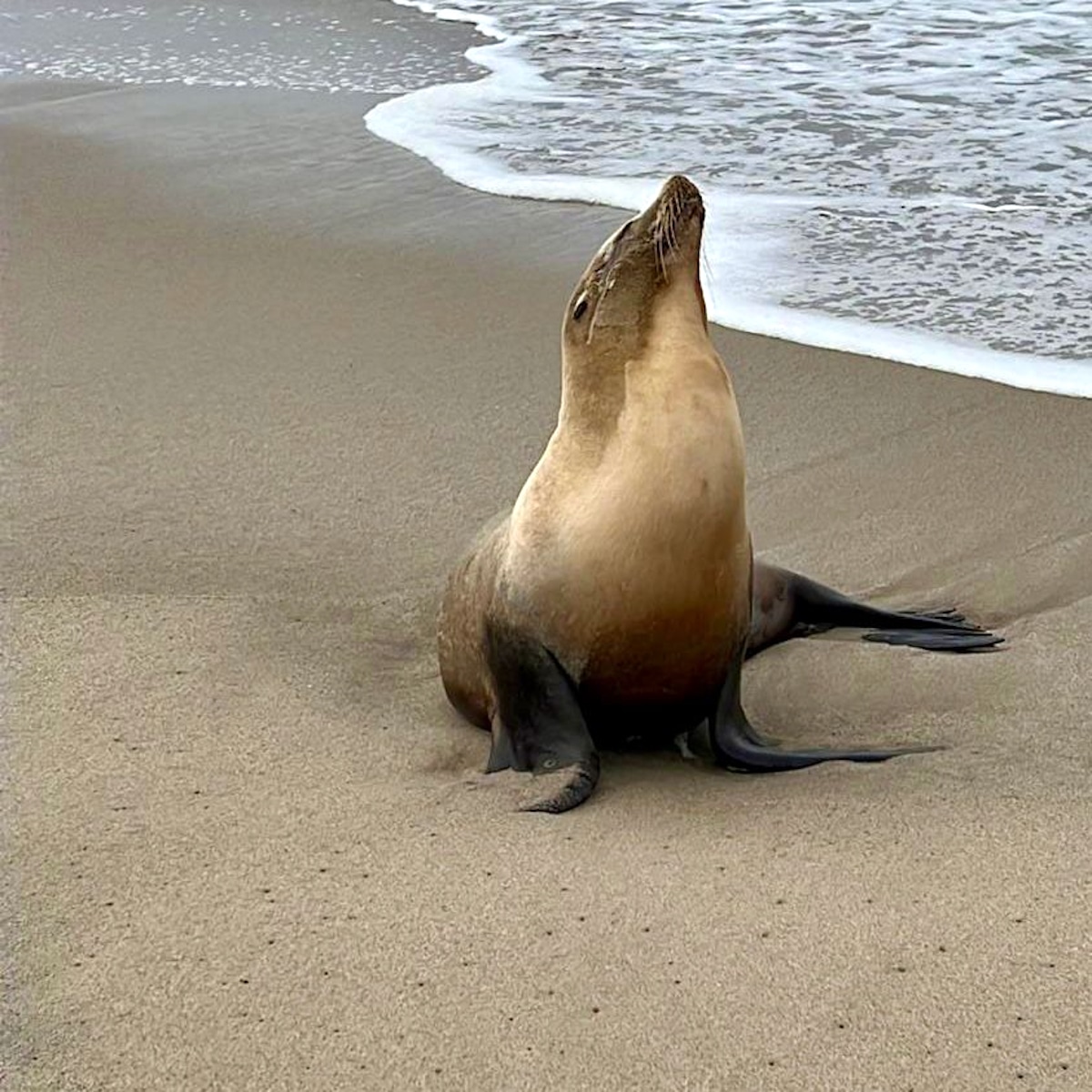 A California sea lion