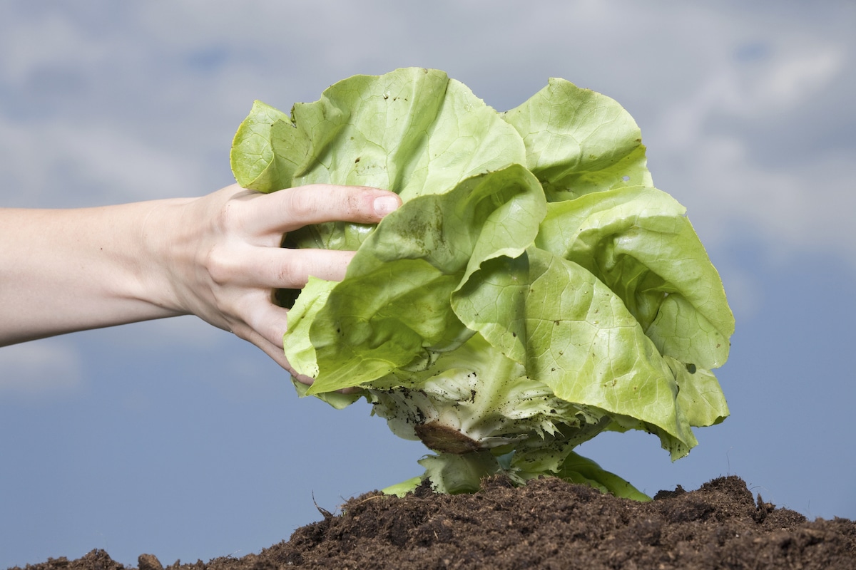A hand holding lettuce above the soil