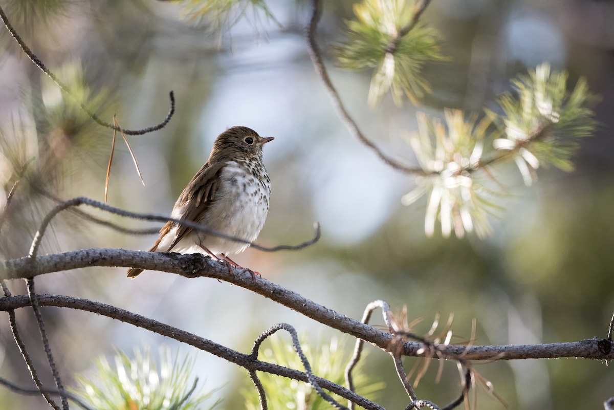 A Swainson's thrush songbird in a forest in Whitehorse, Canada