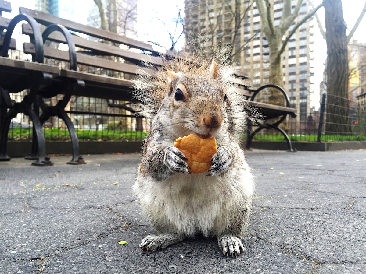 A squirrel in Madison Square Park in New York City