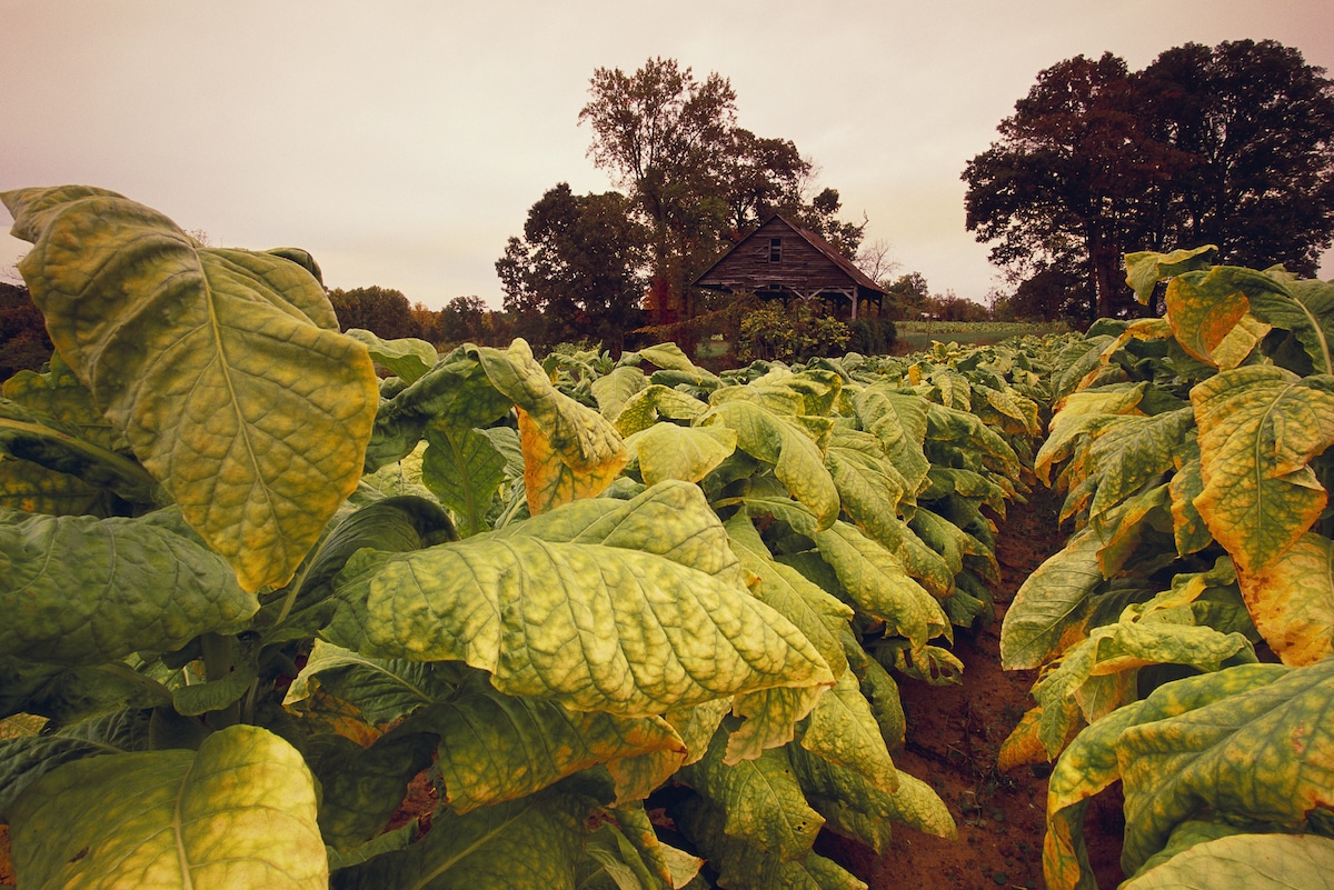 Tobacco plants growing in a field in North Carolina
