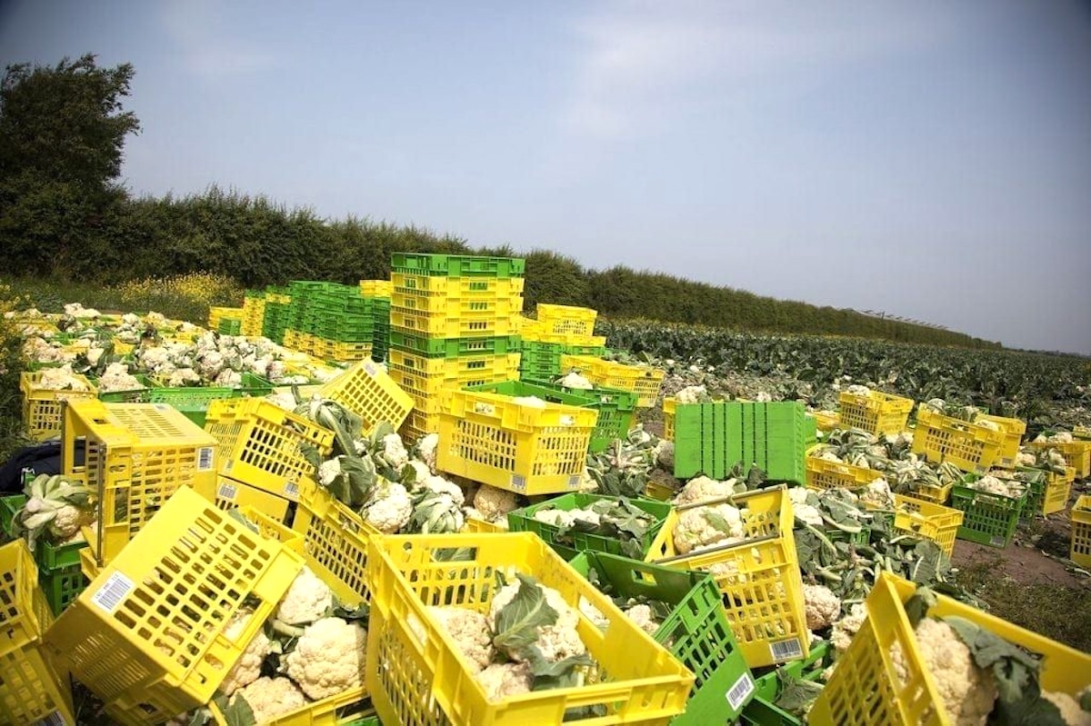 Hundreds of boxes of cauliflower discarded in a field