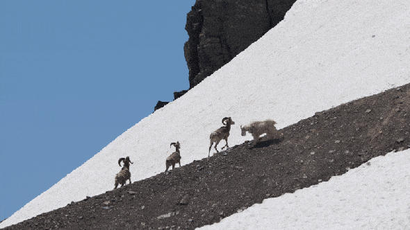 mountain sheep and rams