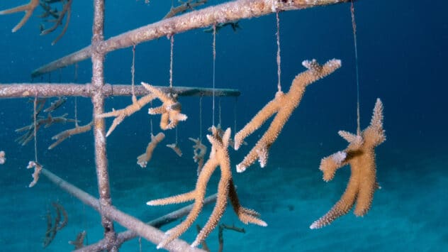 First Artificial Coral Modules Placed off Caribbean Island to Restore Dying Reefs