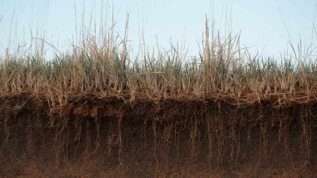 Soil Health 101: Everything You Need to Know