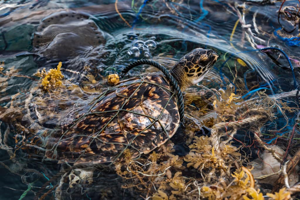 Volunteers Rescue Sea Turtles Caught In Nets