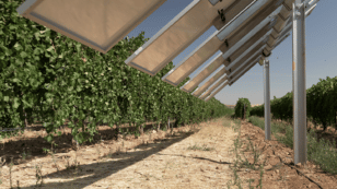 Spanish Vineyards Use Solar Panels to Protect Wine Grapes
