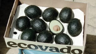 Student Creates Ecovado, a More ‘Low-Impact’ Avocado Alternative