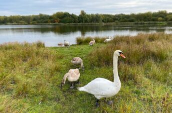 Former Industrial Wasteland Becomes New Nature Reserve in England