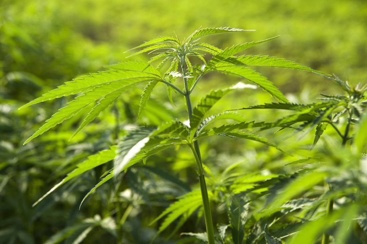 A hemp (cannabis sativa) plant