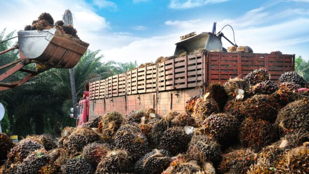 Palm Oil 101: Everything You Need to Know