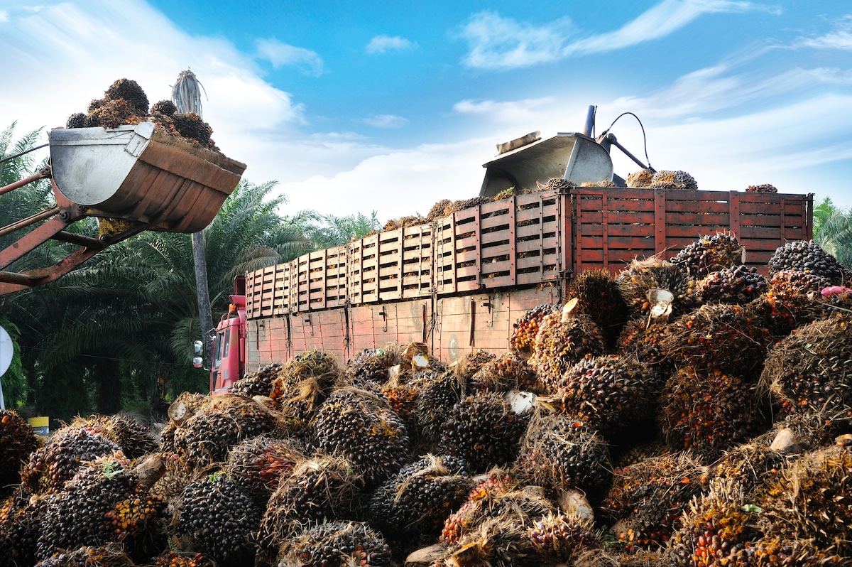 A tractor scoops up newly cut oil palm fruits for transport in Indonesia