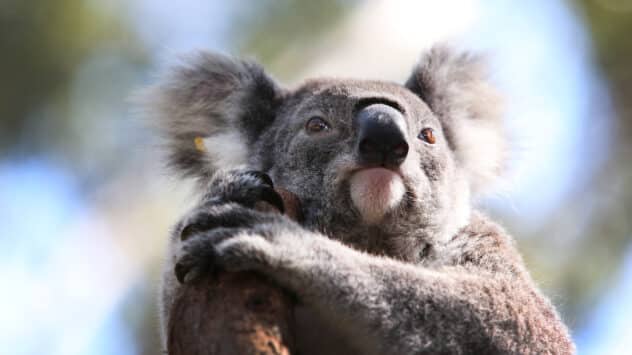Australia Aims to End Species Extinctions — Can Its New Plan Succeed?