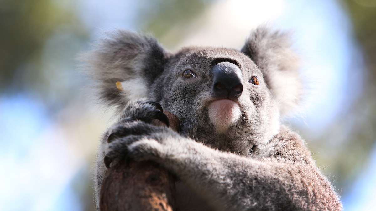 A koala named Rosie at the Port Macquarie Koala Hospital after being rescued from bushfires
