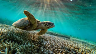 Marine Life and Ocean Threats 101: Everything You Need to Know