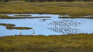 Which Wetlands Should Receive Federal Protection? The Supreme Court Revisits a Question It Has Struggled to Answer