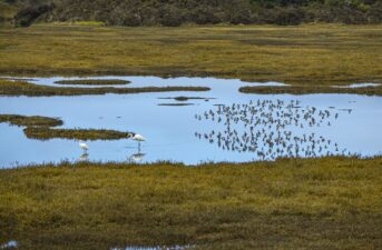 Which Wetlands Should Receive Federal Protection? The Supreme Court Revisits a Question It Has Struggled to Answer
