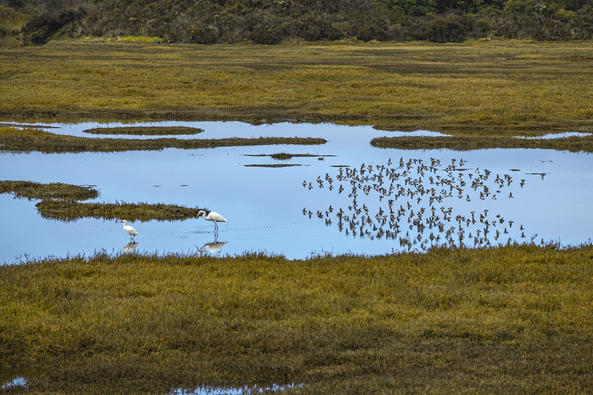 Wetlands like this one in California’s Morro Bay Estuary shelter fish, animals and plants and help control flooding